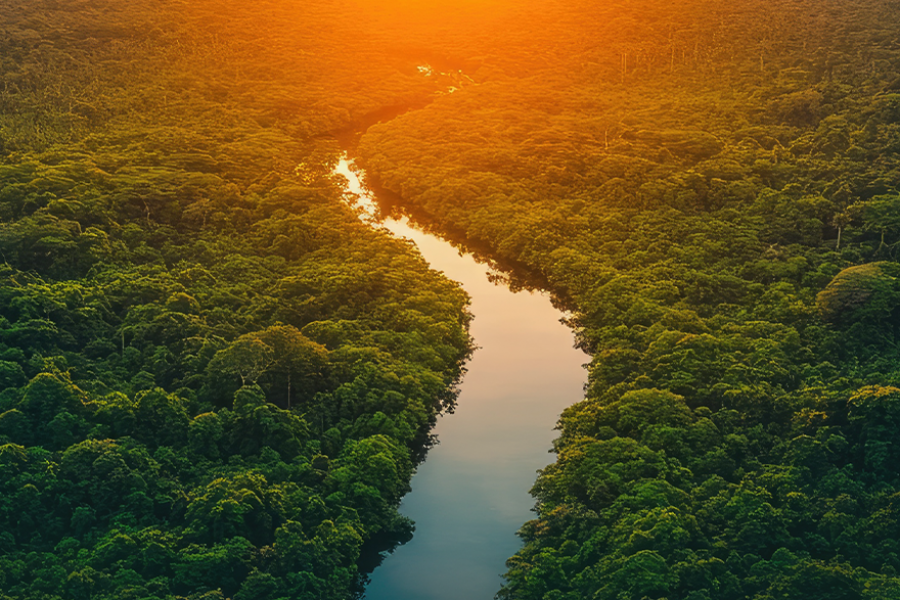 Into The Amazon